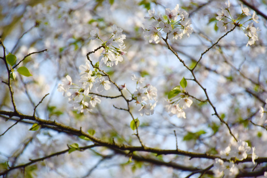 樱花