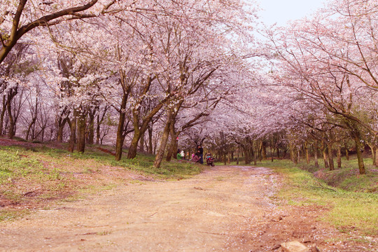 樱花