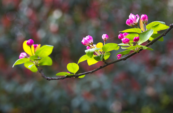 海棠花