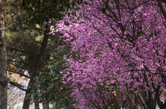 梅花