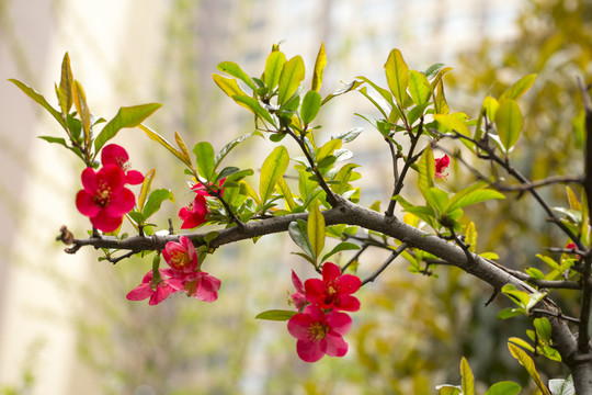 鲜花