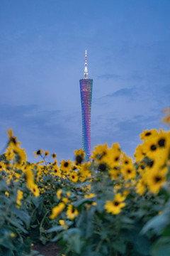 广州塔与向日葵
