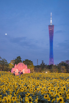 广州塔夜景与向日葵