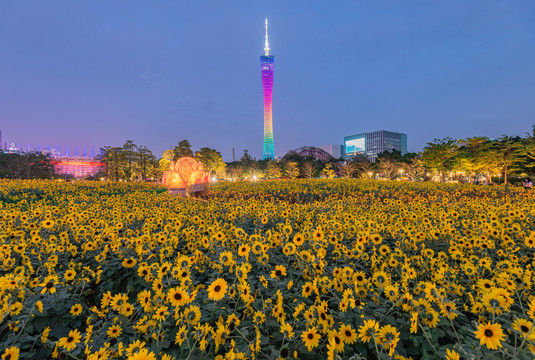 广州宏城公园向日葵花海