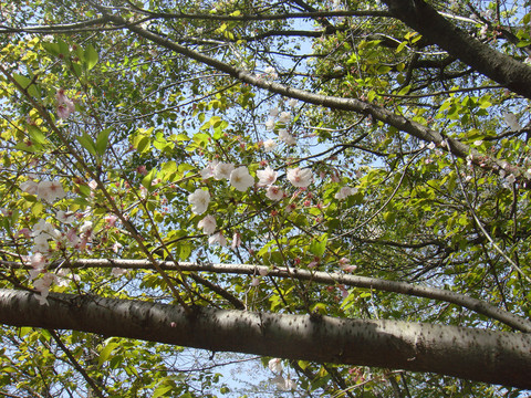 繁花似锦