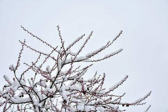 桃花雪