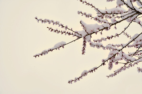 桃花雪