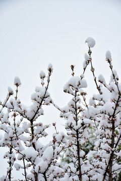 雪景