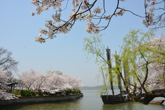 三月太湖畔的樱花绿树与船