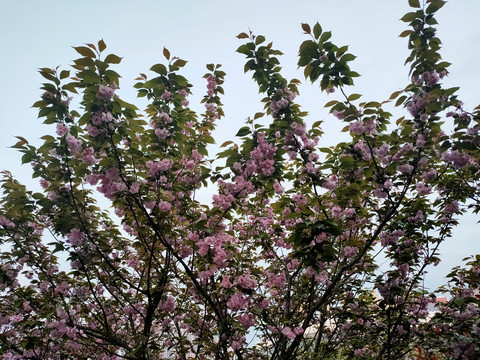 浪漫樱花