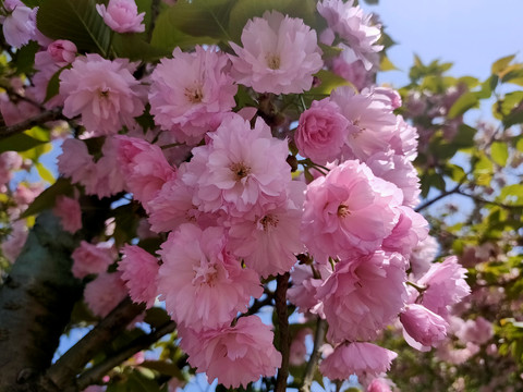 樱花特写