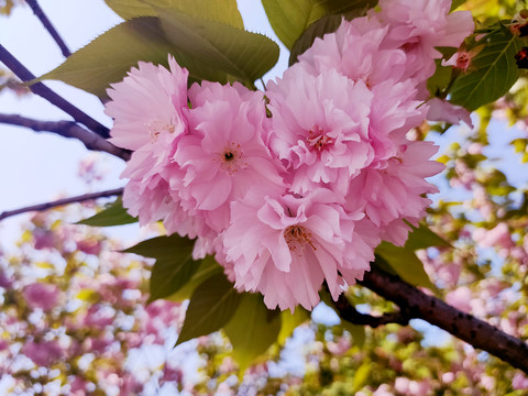 樱花特写