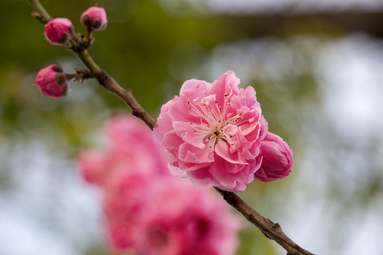 桃花盛开