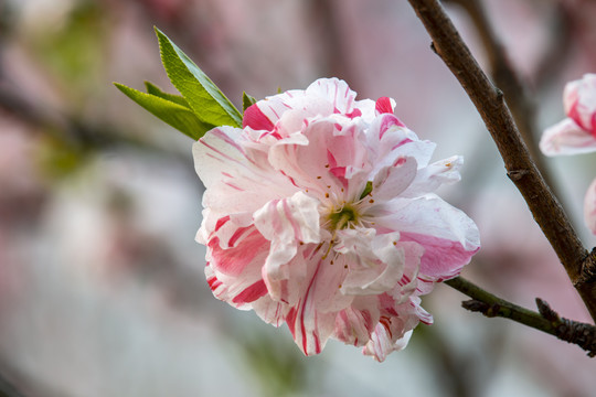 一朵高清桃花