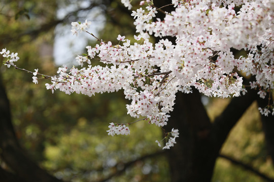 樱花飞舞