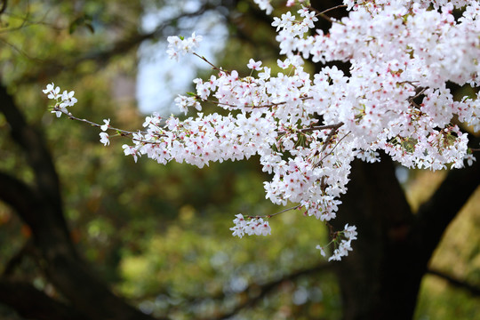 樱花飞舞