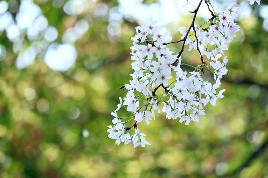 樱花飞舞