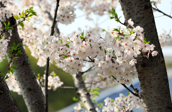 樱花