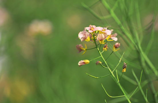 五彩油菜花