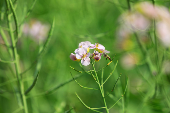 五彩油菜花