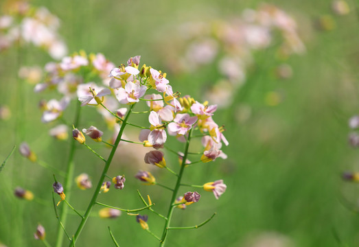 五彩油菜花