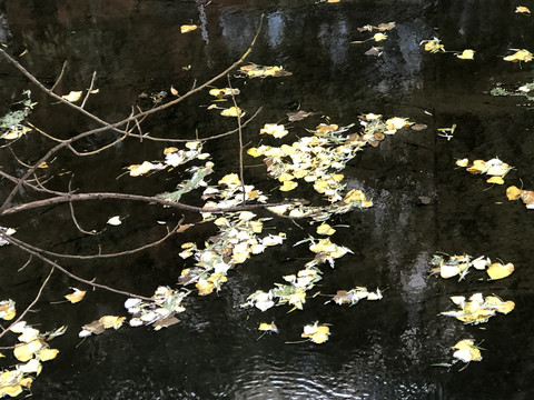 秋日河上落叶