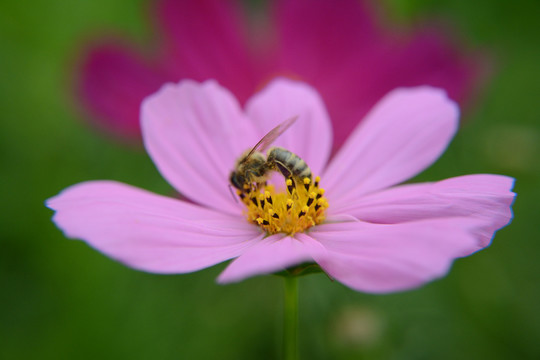 格桑花