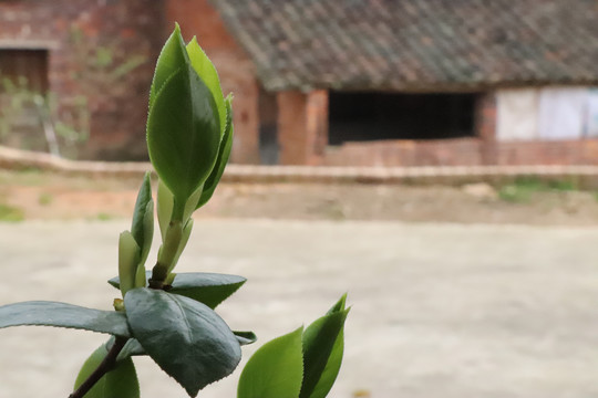 油茶嫩芽