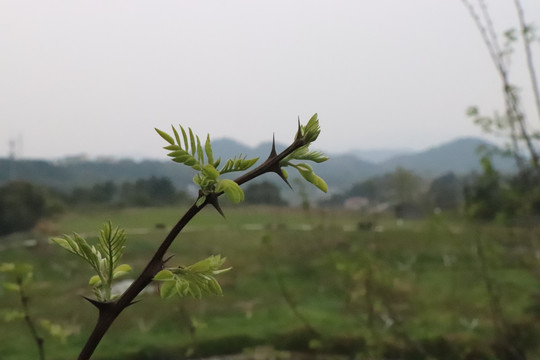 带刺的枝芽