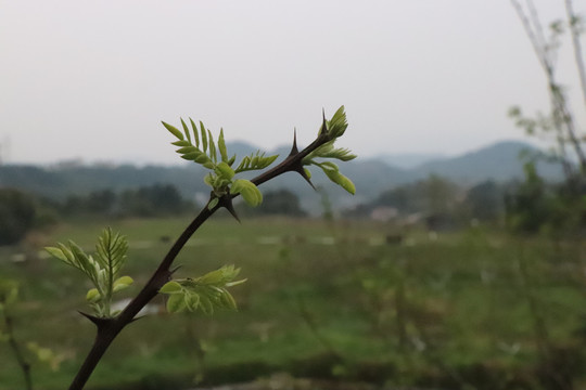 带刺的枝芽