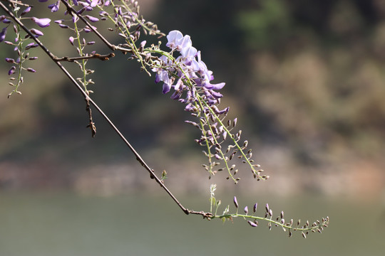 紫藙花