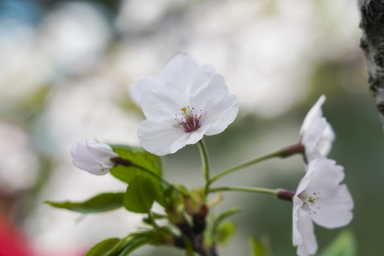 樱花