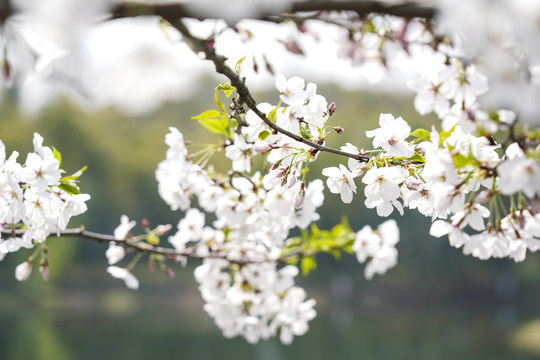 樱花