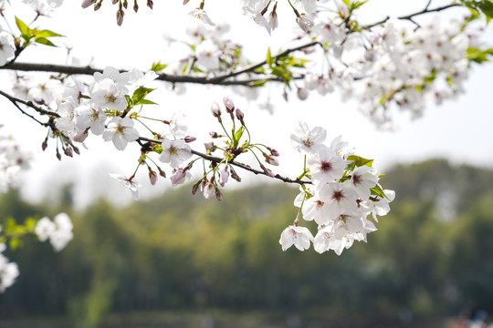 日本樱花