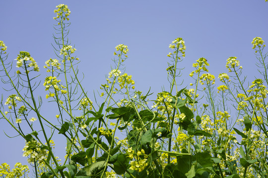 油菜花