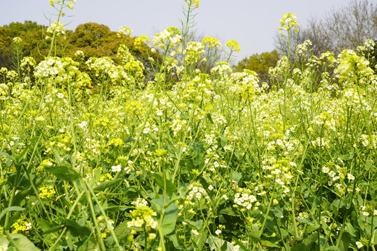 油菜花海