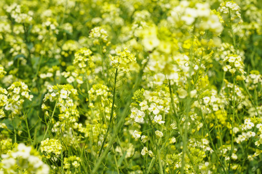 油菜花