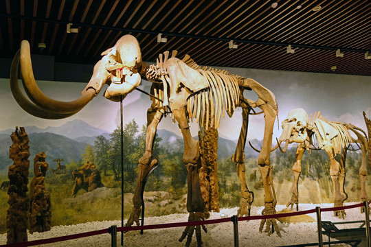 猛犸象化石标本