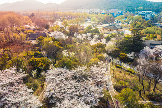 无人机航拍徐州彭园樱花林