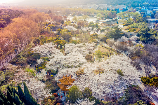 无人机航拍徐州彭园樱花林