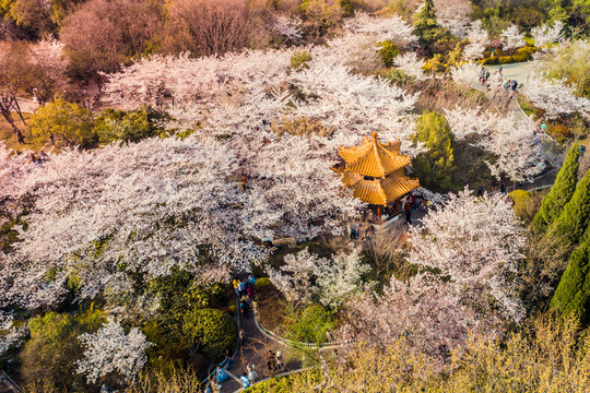 无人机航拍徐州彭园樱花林