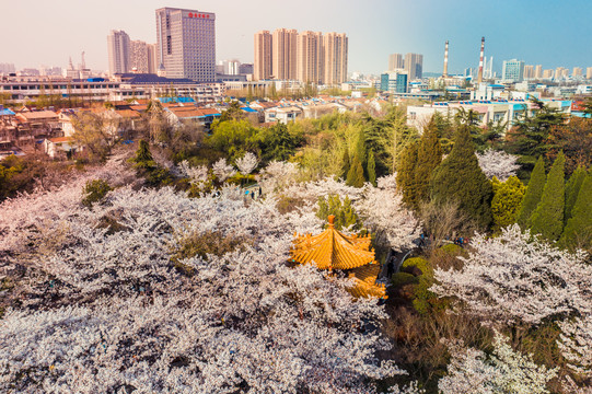 无人机航拍徐州彭园樱花林