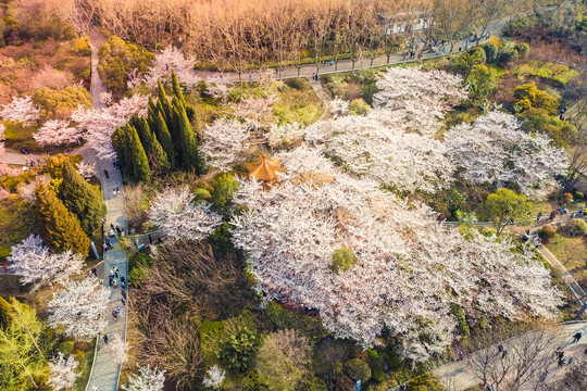 航拍徐州彭园樱花林