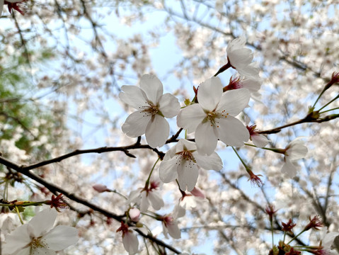 樱花