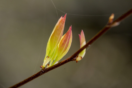 树芽