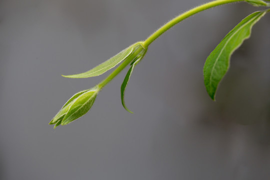 芽