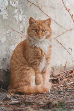 流浪猫