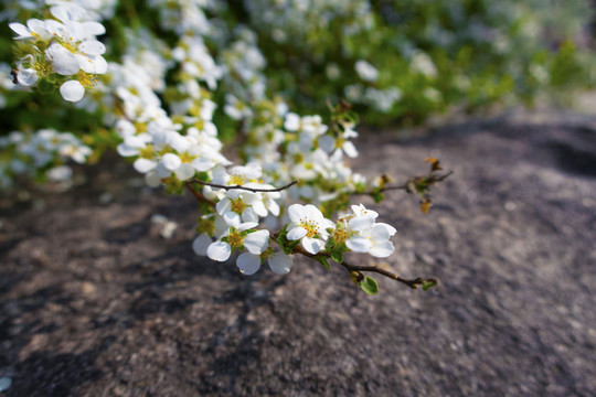 绣线菊