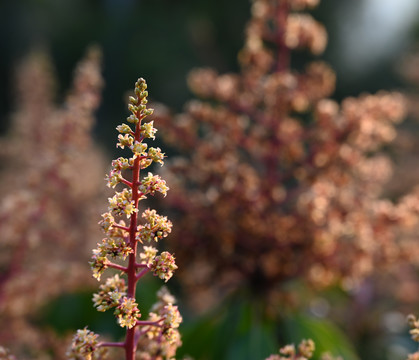 芒果花