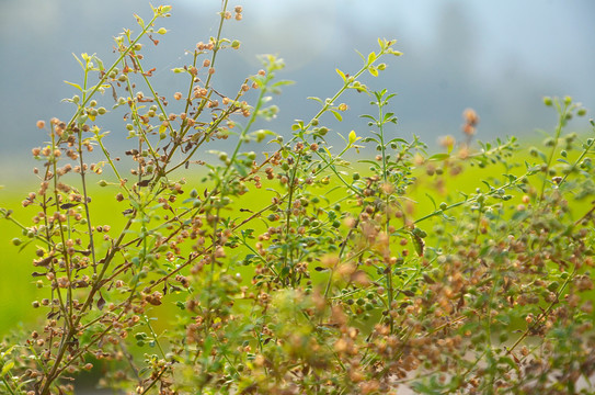 野甘草